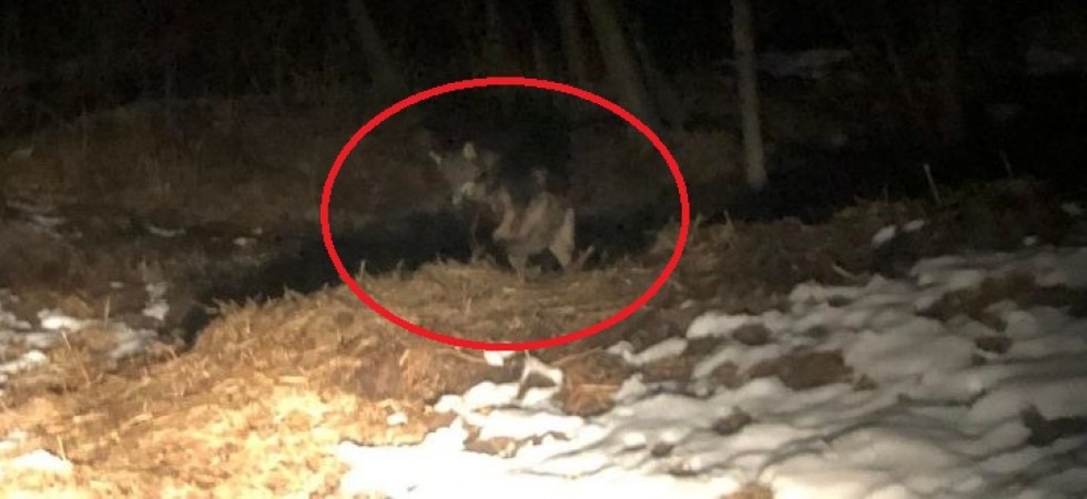 Lupo ferito avvistato vicino alle case in val di Rabbi, la forestale